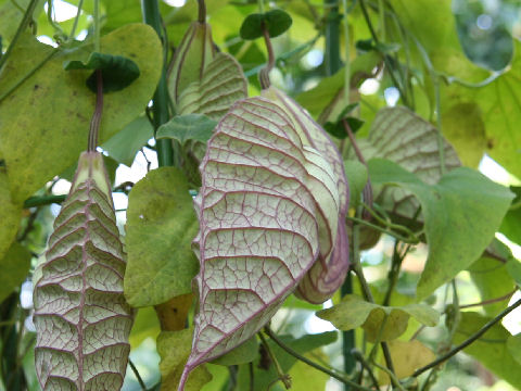 Aristolochia grandiflora