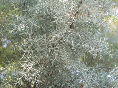 Cupressus arizonica