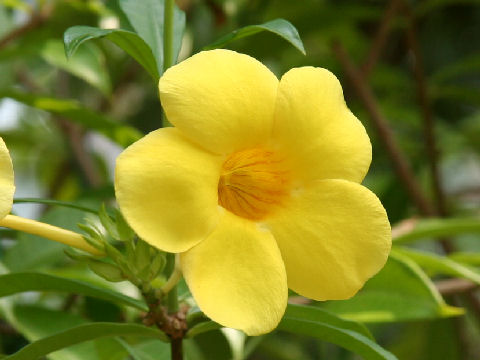 Allamanda cathartica