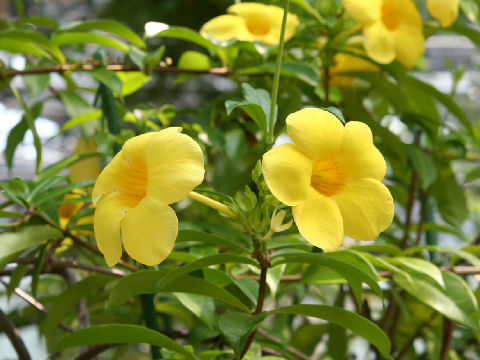 Allamanda cathartica