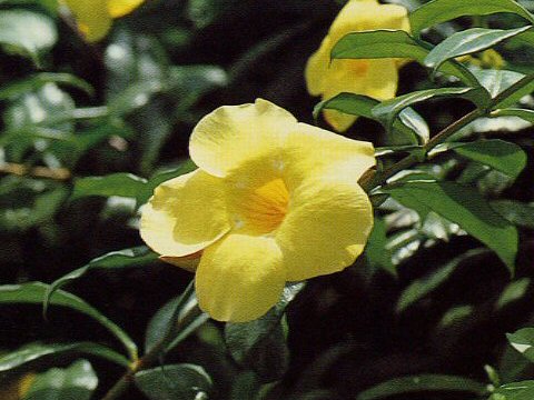 Allamanda cathartica