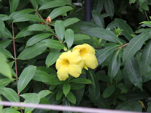 Allamanda cathartica