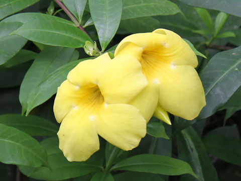 Allamanda cathartica