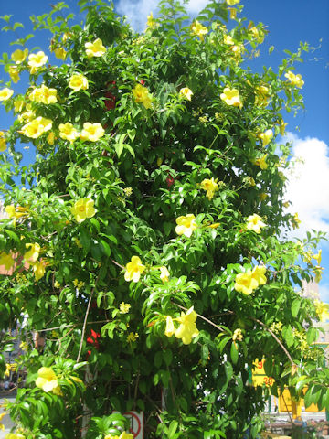 Allamanda cathartica