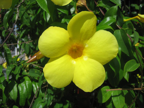 Allamanda cathartica