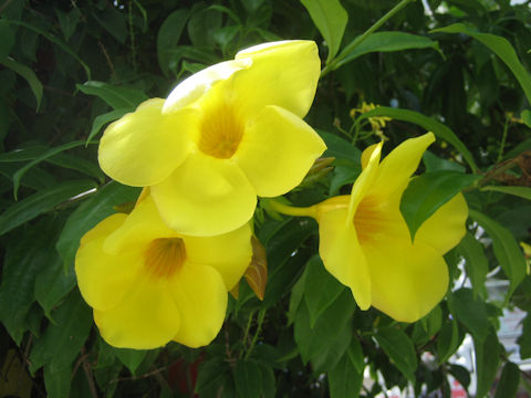 Allamanda cathartica