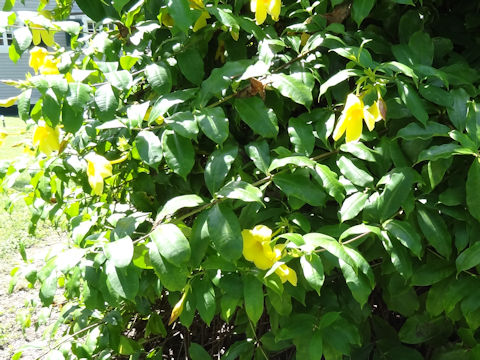 Allamanda cathartica