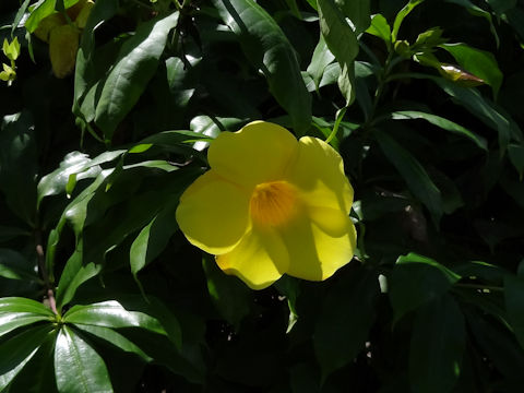 Allamanda cathartica