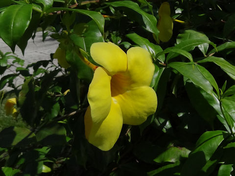 Allamanda cathartica