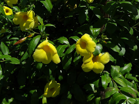 Allamanda cathartica