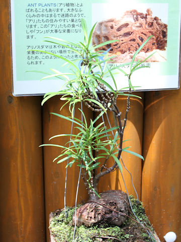 Hydnophytum formicarum