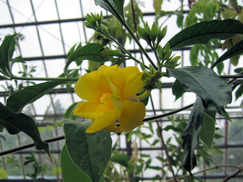 Allamanda cathartica 'Stansill's Double'