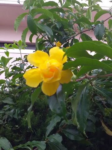 Allamanda cathartica 'Stansill's Double'