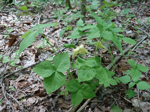 Arisaema triphyllum