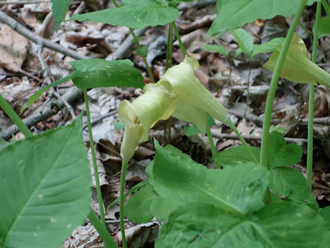 Arisaema triphyllum