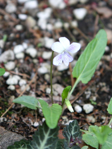 Viola betonicifolia var. albescens