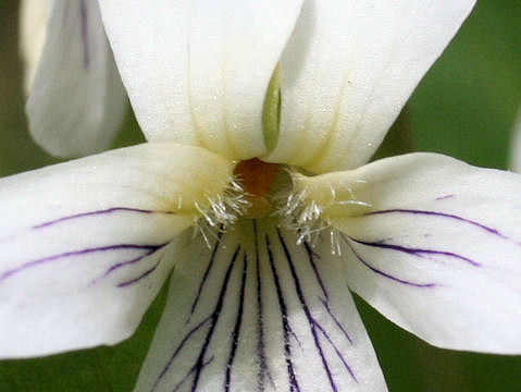 Viola betonicifolia var. albescens