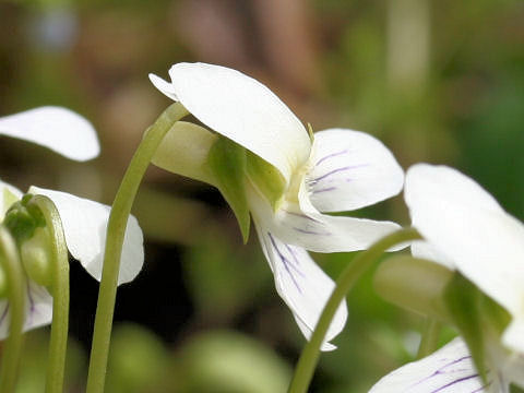 Viola betonicifolia var. albescens