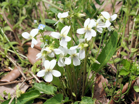 Viola betonicifolia var. albescens