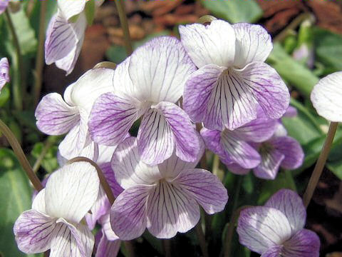 Viola betonicifolia var. albescens