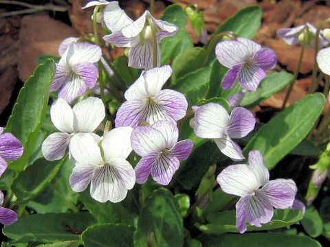 Viola betonicifolia var. albescens