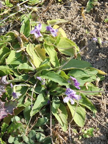 Viola betonicifolia var. albescens