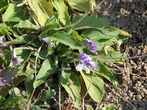 Viola betonicifolia var. albescens