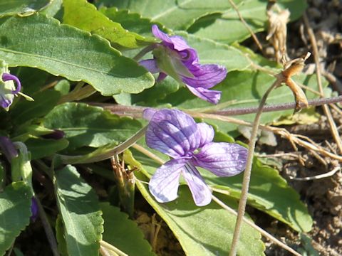 Viola betonicifolia var. albescens