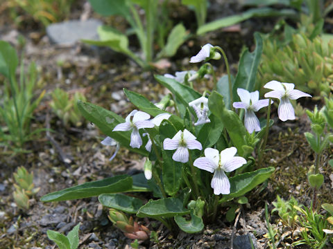 Viola betonicifolia var. albescens