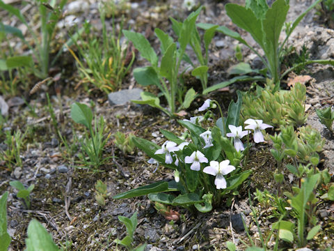 Viola betonicifolia var. albescens