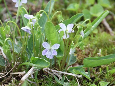 Viola betonicifolia var. albescens