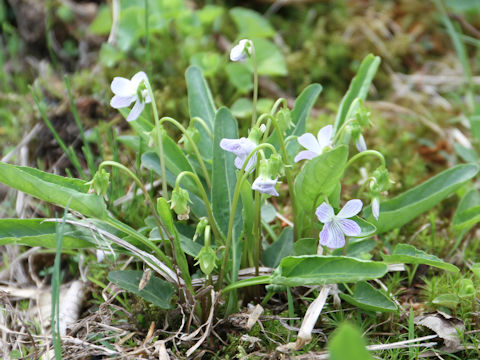 Viola betonicifolia var. albescens