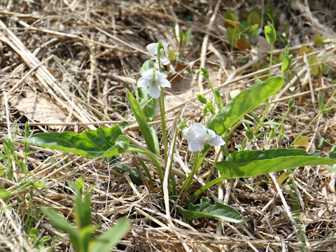 Viola betonicifolia var. albescens