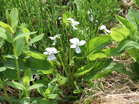 Viola betonicifolia var. albescens