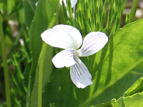 Viola betonicifolia var. albescens