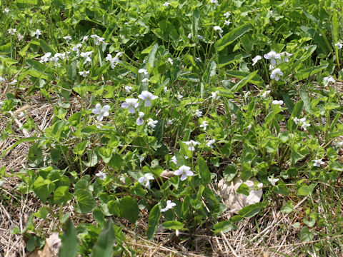 Viola betonicifolia var. albescens