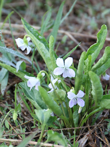 Viola betonicifolia var. albescens