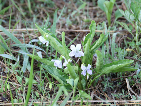 Viola betonicifolia var. albescens