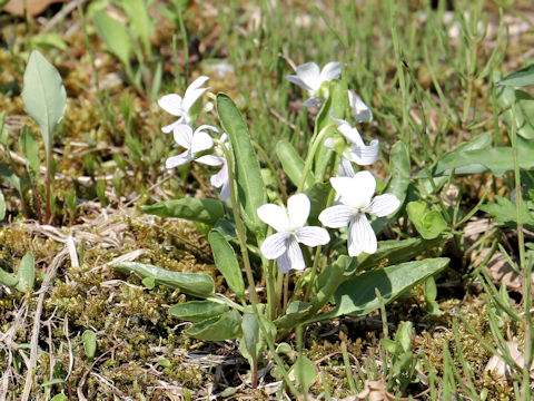 Viola betonicifolia var. albescens