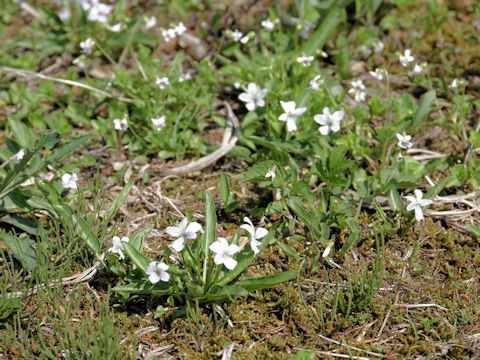 Viola betonicifolia var. albescens