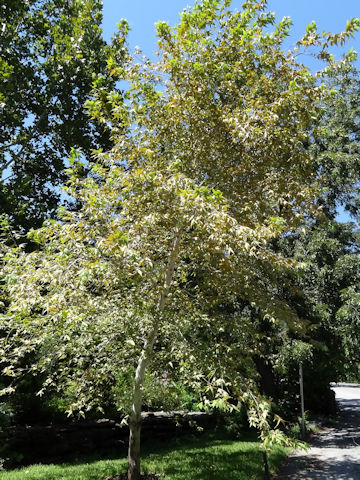 Platanus wrightii