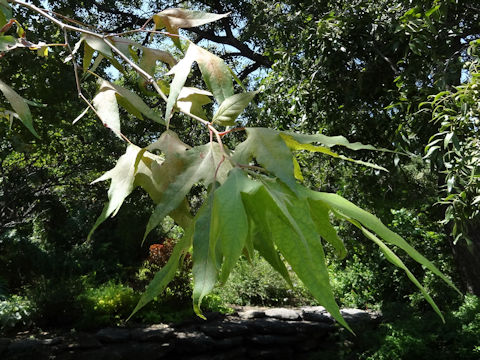 Platanus wrightii