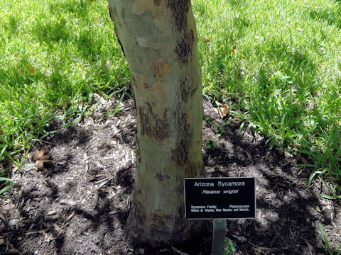 Platanus wrightii