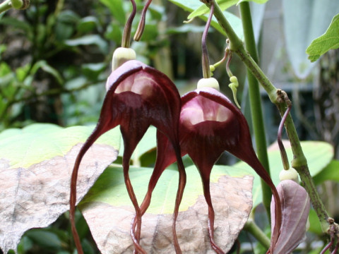 Aristolochia tricaudata