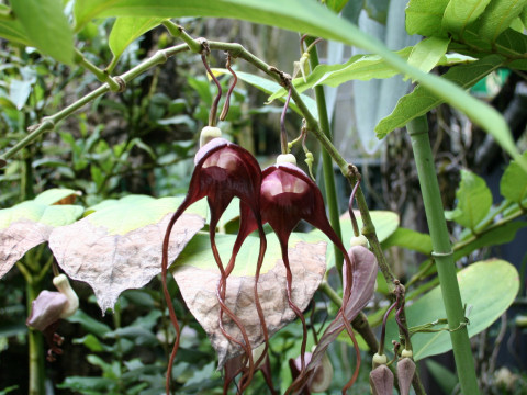 Aristolochia tricaudata