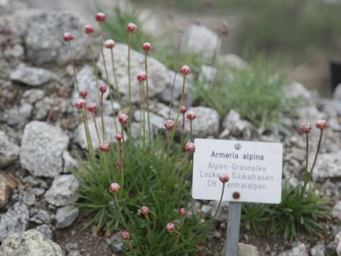 Armeria alpina