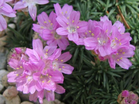 Armeria caespitosa