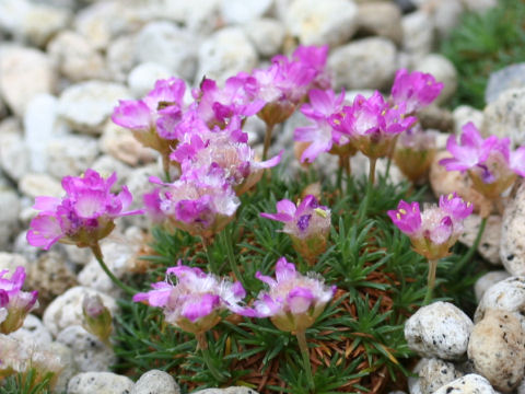 Armeria caespitosa