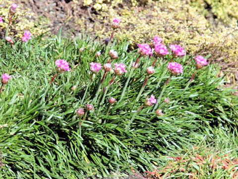 Armeria vulgaris