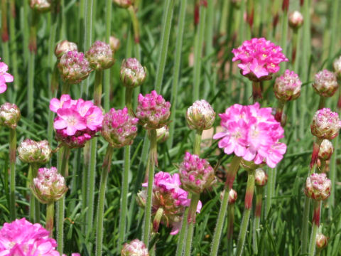 Armeria vulgaris